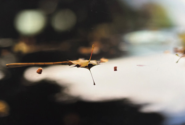 Dialogue d'Automne sur un Hood de Char Opus I by André JAY Chapdelaine