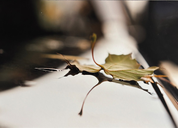 Dialogue d'automne sur un hood de char Opus II by André JAY Chapdelaine