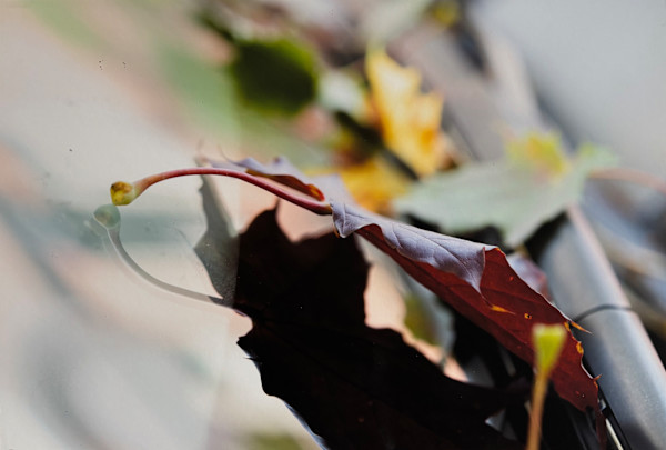 Dialogue d'Automne sur un Hood de Char Opus III by André JAY Chapdelaine