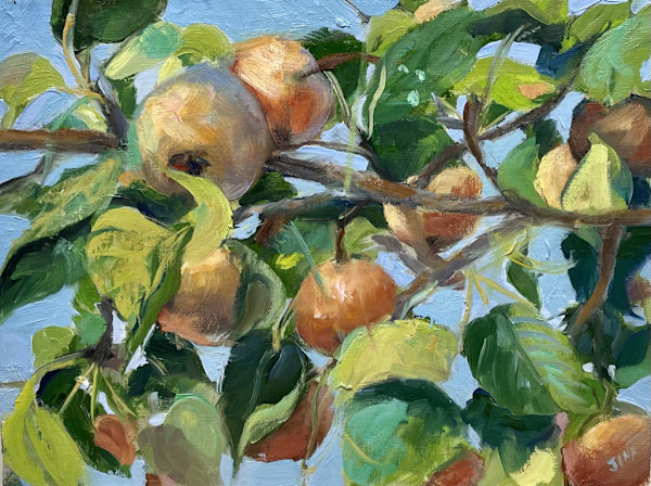 Apple Pears by Jinx Constine