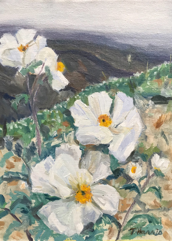 Prickly Poppies, Simi Valley, California by Theresa Harris