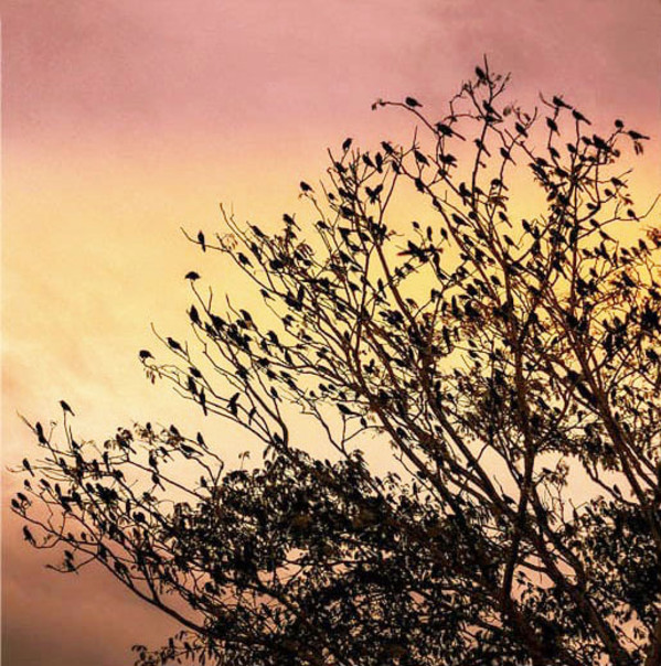 Crowded Backlit by Al Cabri  - Alberto Cárdenas