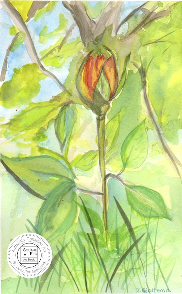 First Bloom by Jennifer Gjaltema