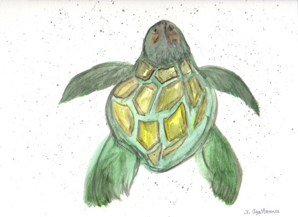 Honu by Jennifer Gjaltema