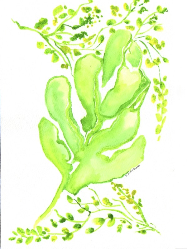 Oak 2 by Jennifer Gjaltema