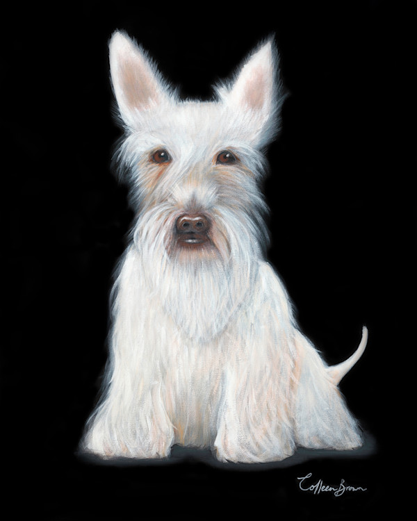 White Scottie by Colleen Brown