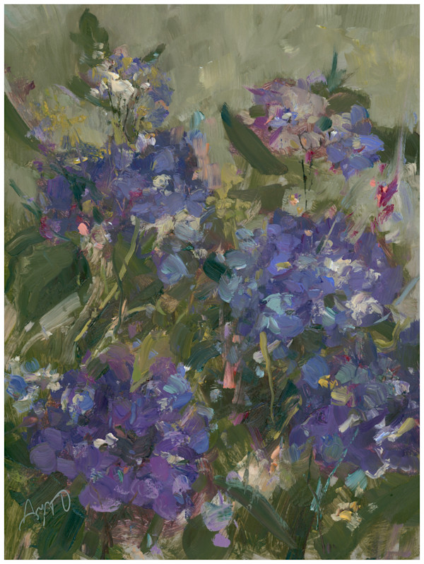 Hydrangeas by Stephanie Amato