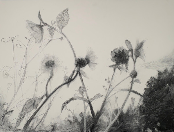 Swamp Narrowleaf Sunflower by Lucy Barber