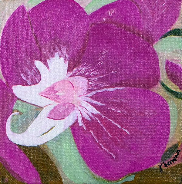 Pink Orchid by Janet Herman