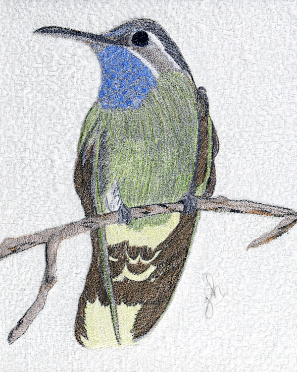 Blue Throat Hummingbird by Janet Herman