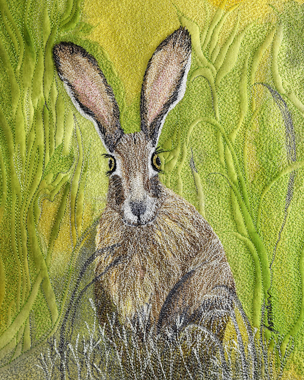 Canyon Jackrabbit by Janet Herman