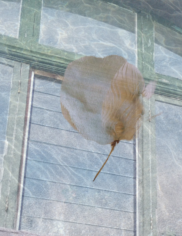 Windows by Alina Manko, Image 1.