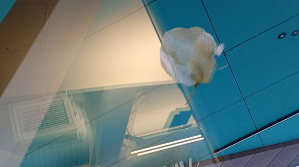Library Reflections by Alina Manko, Image 1.