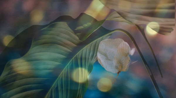 Little Light by Alina Manko, Image 1.