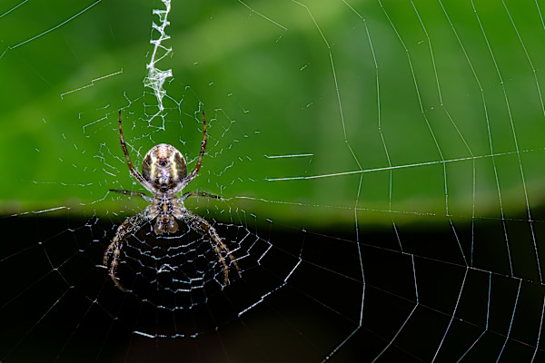 Web architect by EB Photography