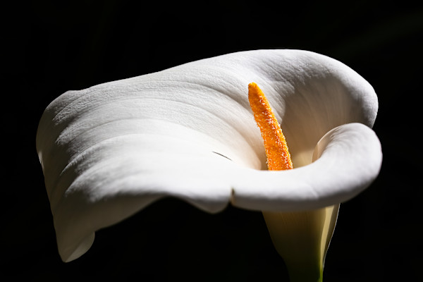 Calla lily by EB. Photography