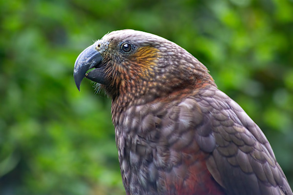 Kaka portrait by EB Photography