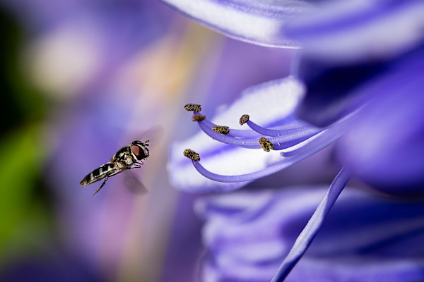 Hovering hoverfly by EB Photography