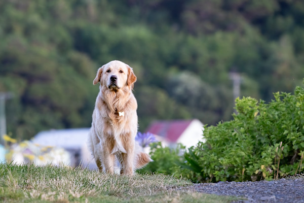 Who’s a good dog? by EB Photography