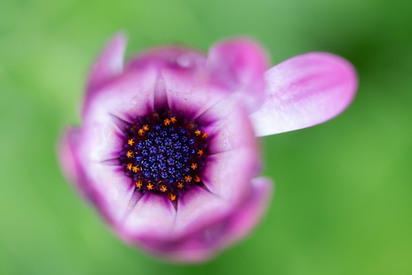 Dreamy Marguerite by EB. Photography