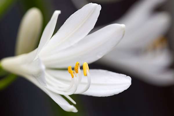 Flower mirror by EB. Photography