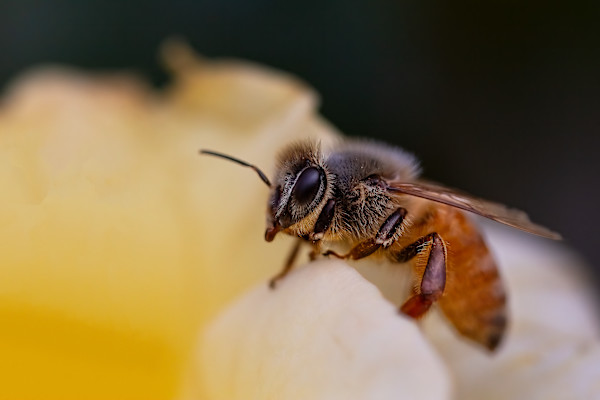 Petal perch by EB Photography