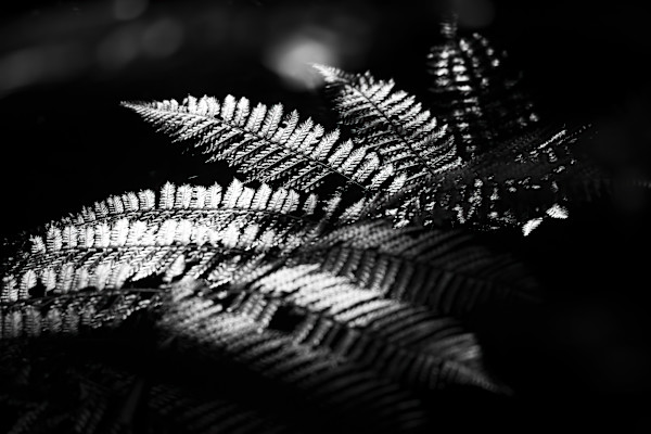 Sunlit fern by EB Photography