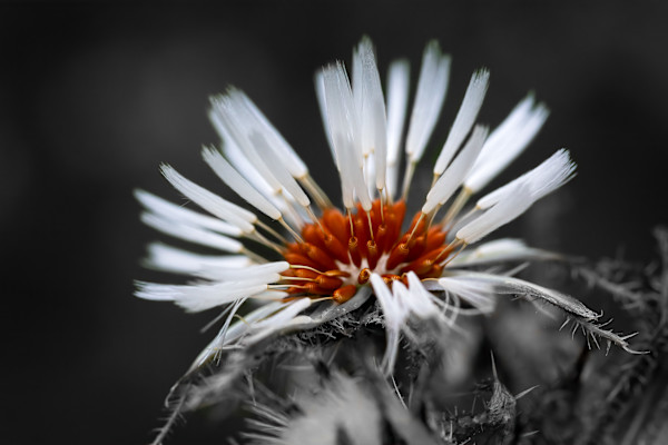 South African Thistle by EB. Photography