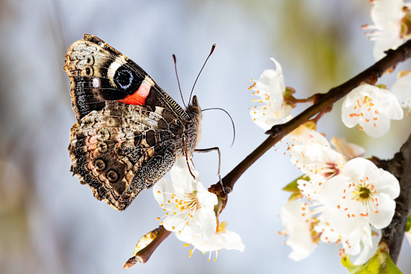 Elegance in bloom by EB. Photography