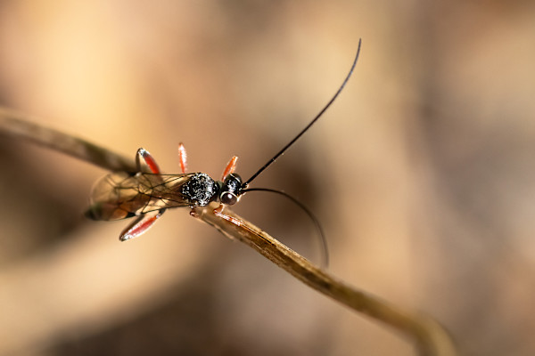 Waspy fairyland by EB Photography
