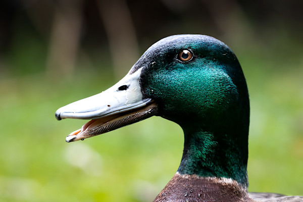 Mallard portrait by EB. Photography
