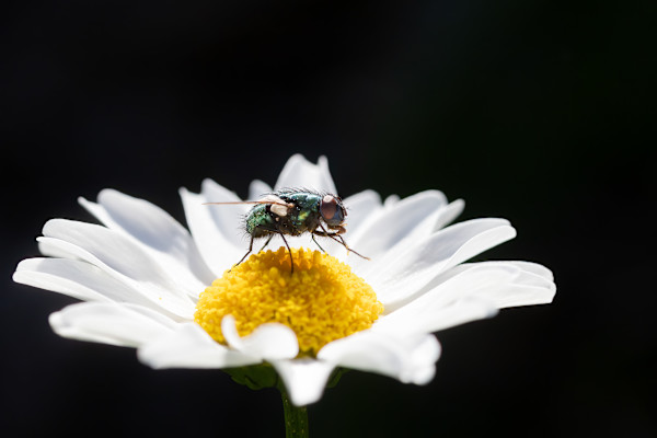 Flower grooming by EB. Photography