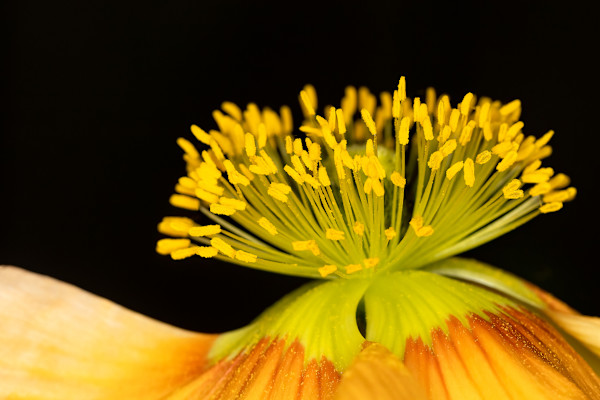Flash of yellow by EB. Photography