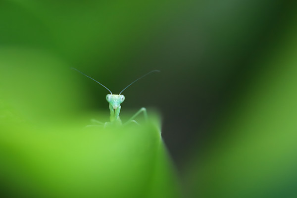 Peeking from the green by EB Photography