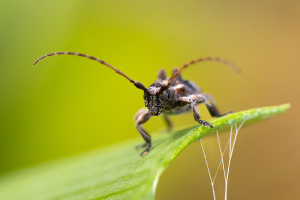 Bold stance by EB Photography