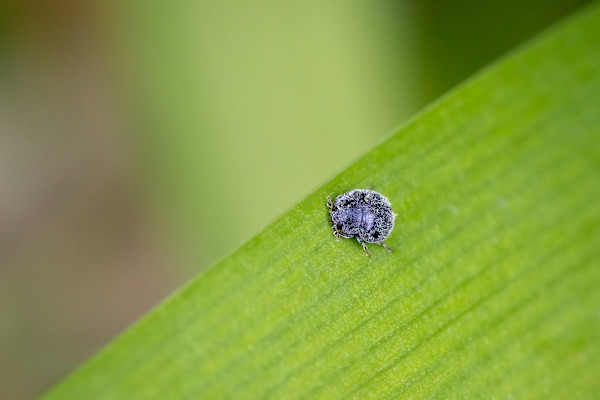 Mealybug destroyer by EB. Photography