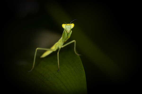The watchful mantis by EB Photography
