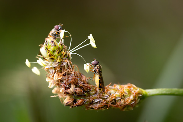 Tiny gatherer by EB. Photography