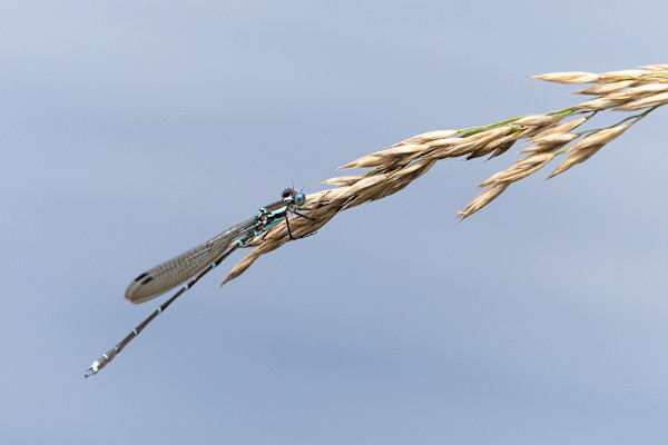 Delicate perch by EB Photography