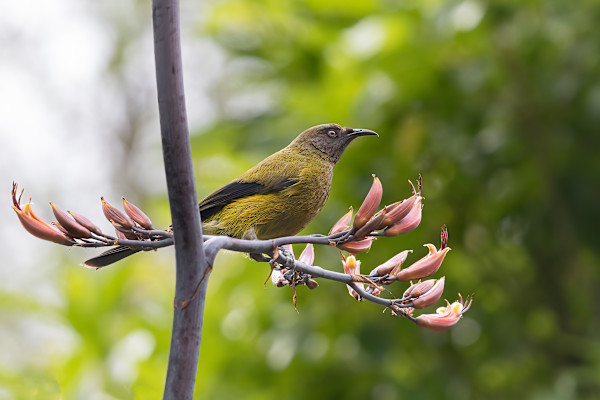 Bellbird on a tree by EB Photography