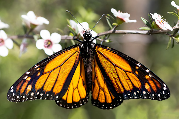 Wings of spring by EB Photography