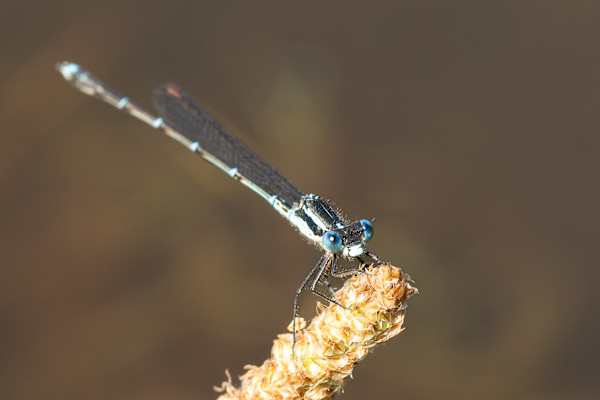 Graceful balance by EB Photography
