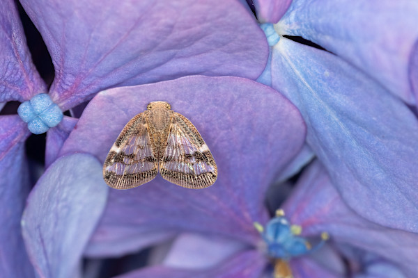 Planthopper on purple by EB Photography