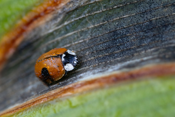 Ladybird dew drops by EB. Photography
