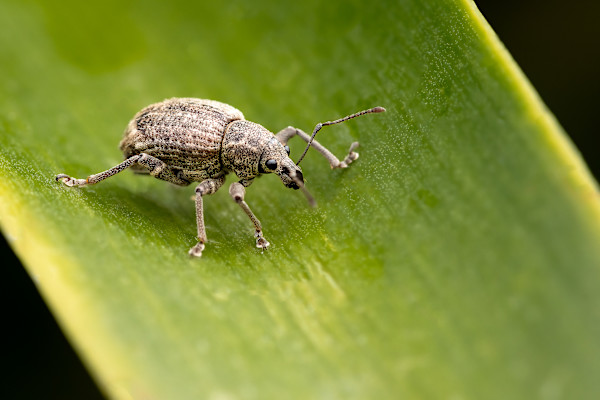 Walking Weevil by EB. Photography