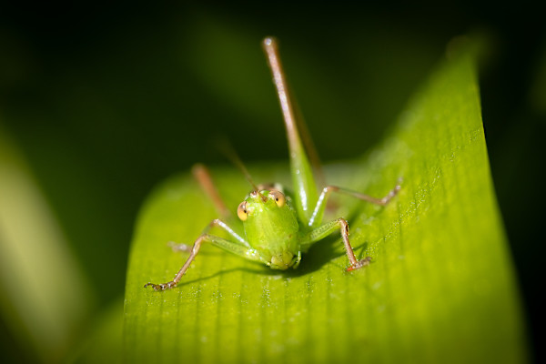 Posing Katydid by EB Photography