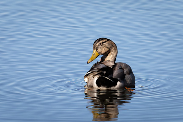 Demure Duck by EB Photography