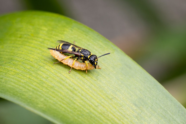 A grub a day... by EB. Photography