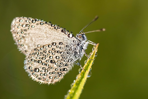 Adorned in dew by EB. Photography