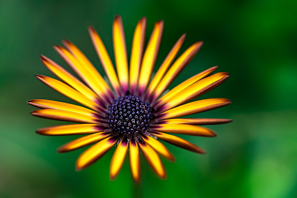 Splash of yellow by EB Photography